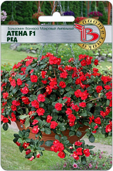Атена