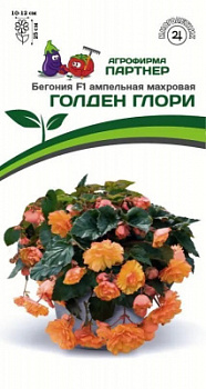 Бегония голден глори