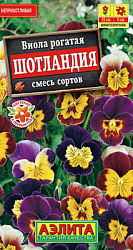 Виола Шотландия, смесь сортов_ЦП