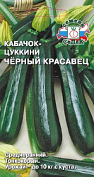 kabachok_chernyy_krasavets