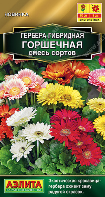 Гербера горшечная