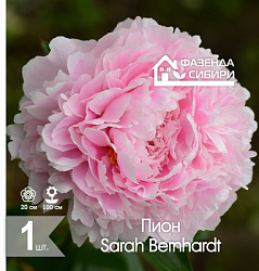 сПион Sarah Bernhardt