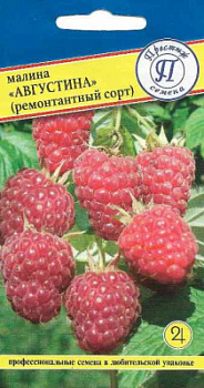 Малина августина
