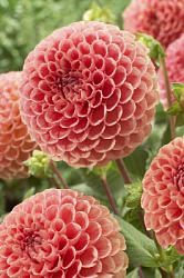 Dahlia Cornel Brons