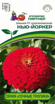 Цинния нью йоркер