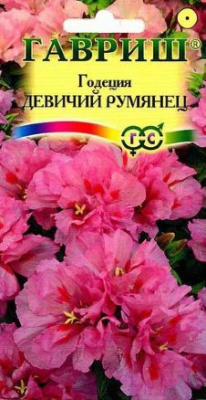 Годеция дев. рум