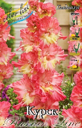 Gladiolus%20Koersk 1