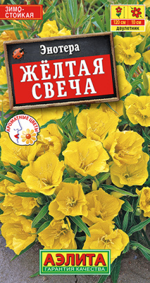 Энотера Желтая свеча_ЦП