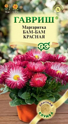 Маргаритка Бам-бам красная