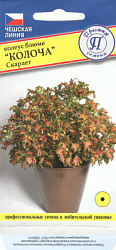 Koleus_blume_Kolocha