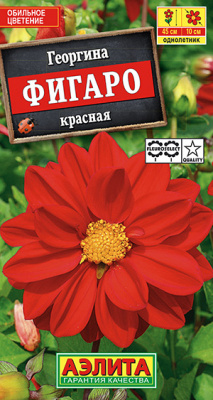 Георгина Фигаро махровая красная_ЦП