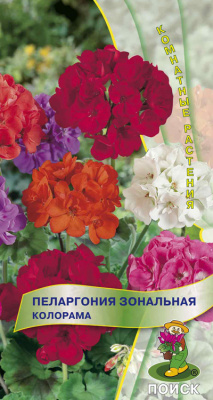 Пеларгония зональная Колорама