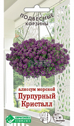 Алиссум Пурпурный Кристалл