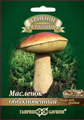Масленок