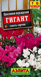 Цикламен персидский Гигант, смесь сортов_ЦП