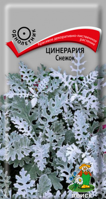 Цинерария Снежок