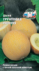 dynya_gruntovaya_rannyaya