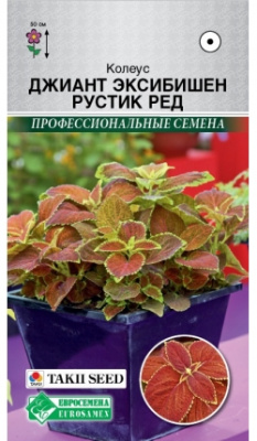 Рустик ред