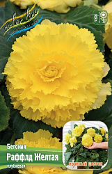 Begonia Ruffled Yellow