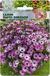 Санни парпл биколор