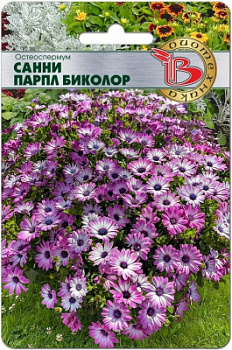 Санни парпл биколор