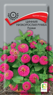 cinnia_nizkoroslaya_rumba_rozovaya