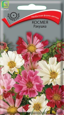 Космея Ракушка