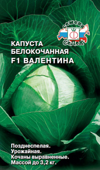 kapusta_valentina_f1