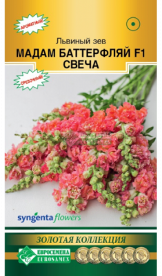 Львиный зев Мадам Баттерфляй Свеча