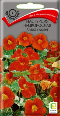 nastrucia_nizkorosl_alyaska_scarlet