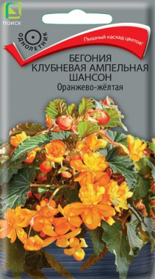 begoniya_klubnevaya_ampelnaya_shanson_oranzhevo_zheltaya