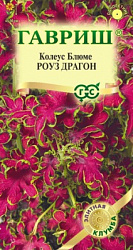 Колеус Роуз Драгон