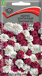 Иберис зонтичный Гранатовый лёд
