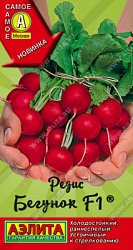 Редис Бегунок