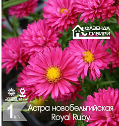 сАстра Royal Ruby
