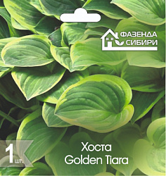 Хоста Golden Tiara