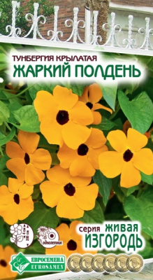 Тунбергия Жаркий Полдень