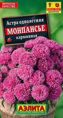 Астра монпансье карминная