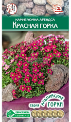 Камнеломка арендса Красная Горка