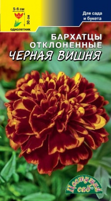 Бархатцы Черная Вишня