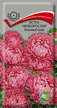 Астра низкорослая Лососевый ковёр