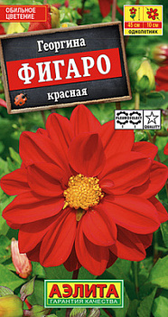 Георгина Фигаро махровая красная_ЦП