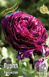 Ranunculus%20Purple 1