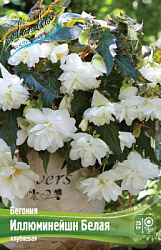 Begonia Illumination White