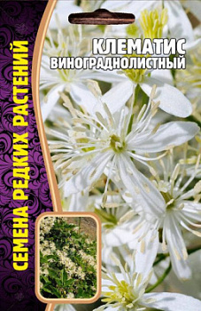 Клематис виноградный