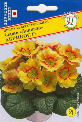 Примула Даниэла Абрикос