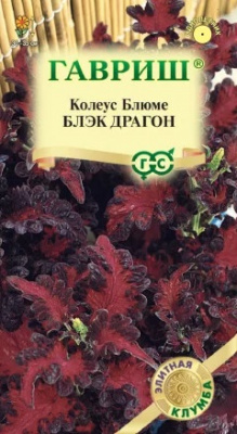 Колеус Блэк Драгон