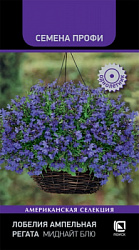 lobelia_ampelnaya_regata_midnight_blue
