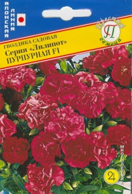 Гвоздика Пурпурная