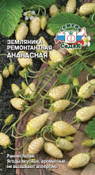 zemlyanika_remontantnaya_ananasnaya